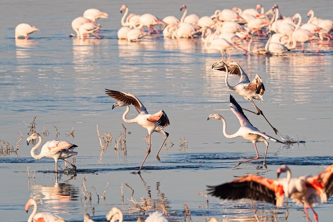 Make a Date With Flamingos and Rhinos of Lake Nakuru National Park - 1 Day - Itinerary Highlights
