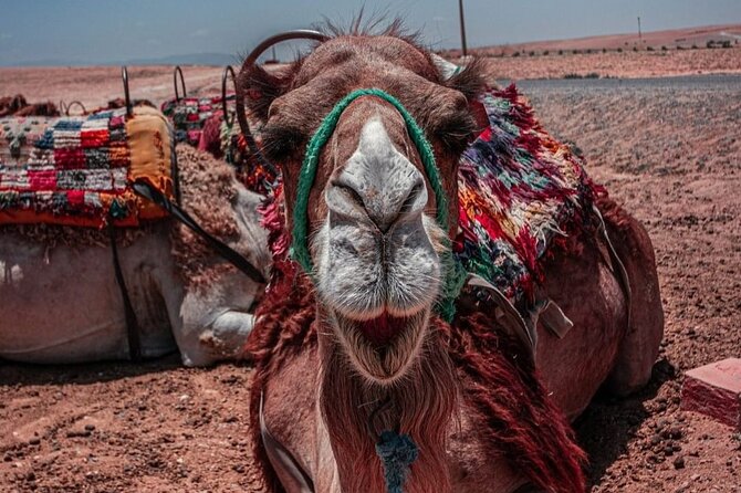 Marrakech : Camel and Dinner Show Activity in Agafay - Viator Help Center