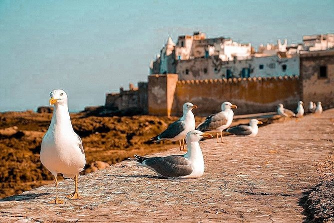 Marrakech to Essaouira Private Full-Day Tour With Lunch - What To Expect