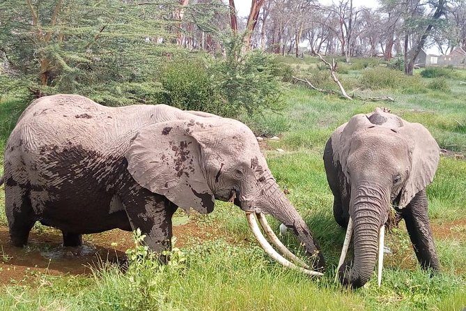 Masai Mara Full Day Tour From Nairobi, Naivasha or Nakuru