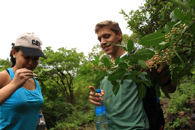 Mauritius Le Morne Hiking Including Transfer - Booking Information