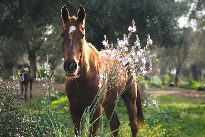 Meditation Activity: Mindfulness With Horses in Zahora - Booking Details