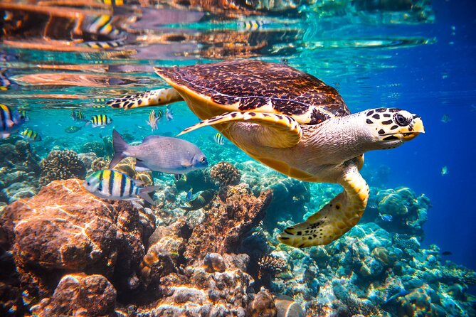 Mnemba Dolphin Tour, Jozani Forest Tour, The Rock, Prison Island - Frequently Asked Questions