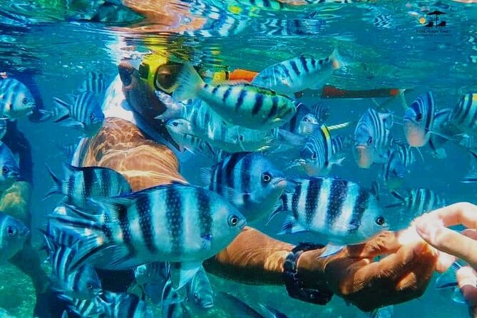 Mnemba Island Dolphin Tour and Stonetown Walking Tour - Booking Details