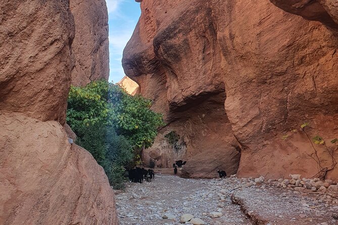 Monkey Fingers Canyon Hike in Dades Gorge - Frequently Asked Questions