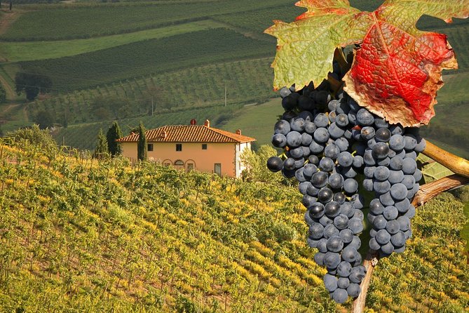 Montalcino and Pienza Tuscany Wine&Cheese Shoreexcursion From Civitavecchia Port - Tour Options