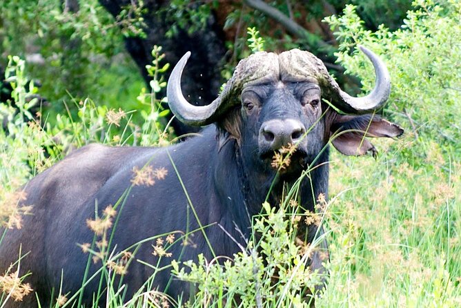 Moremi Full Day Trip In The World Renowned Moremi Game Reserve - Wildlife Encounters