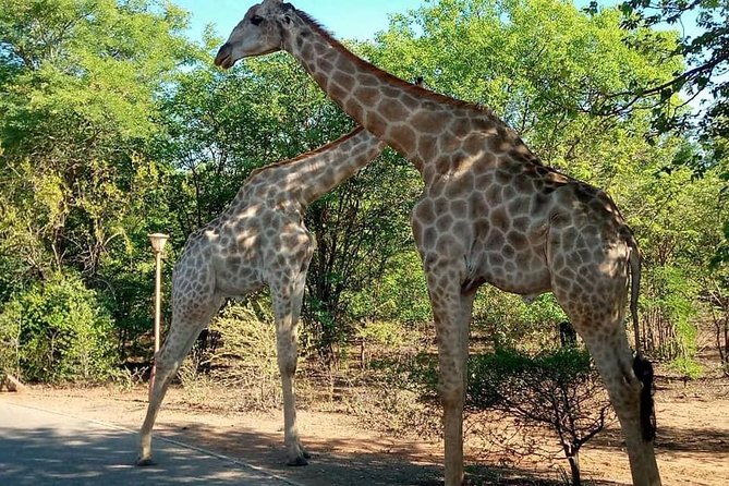 Mosi Oa Tunya Game Drive & Rhino Walk - Pickup Schedule