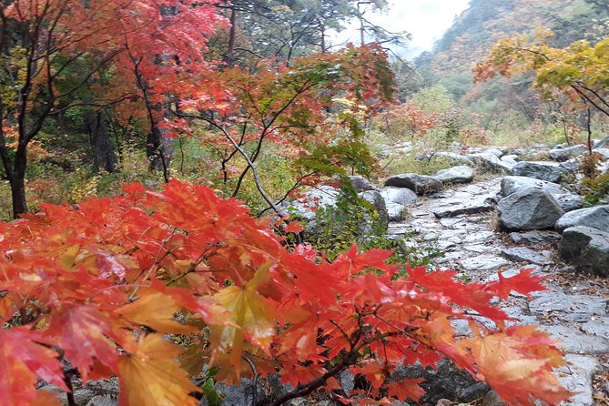 Mt. Seorak+Nami Island+Garden of Morning Calm Day Trip From Seoul - Reviews