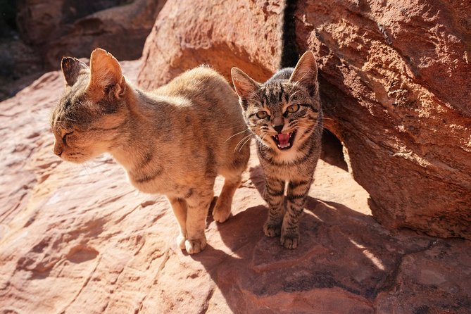 MULTI DAYS TOURS | TWO DAYS Tour in PETRA | the Jordanian Mappers - Group Size and Pricing