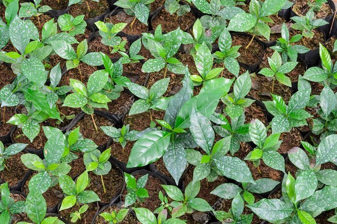 Nairobi Day Tour to the Coffee Farm - Booking Information