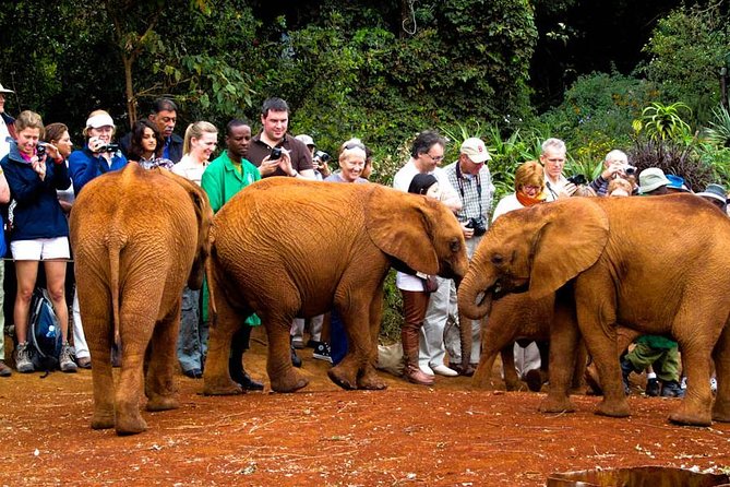 Nairobi National Park, Elephant Orphanage, Giraffe Centre,Karen Blixen Day Tour - Frequently Asked Questions