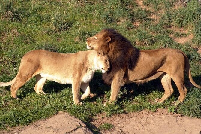 Nairobi National Park Game Drive - Additional Information