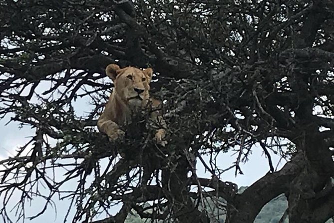 Nairobi National Park Game Drive - Cancellation Policy