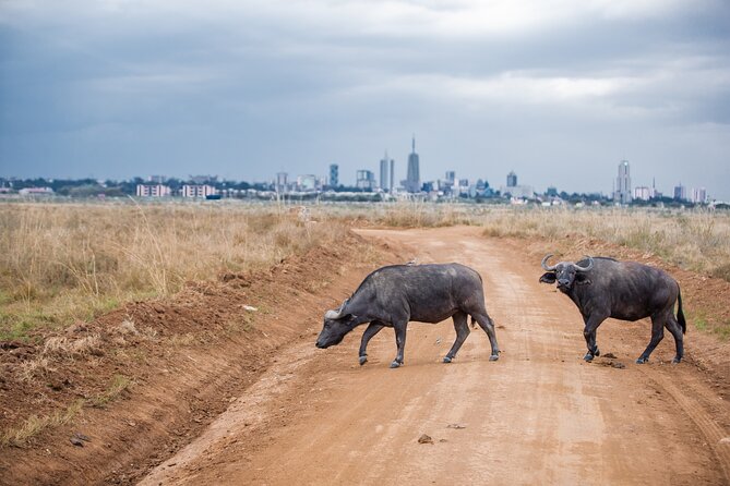 Nairobi National Park Game Drive in an Open Jeep - Sunrise / Sunset - Inclusions and Exclusions