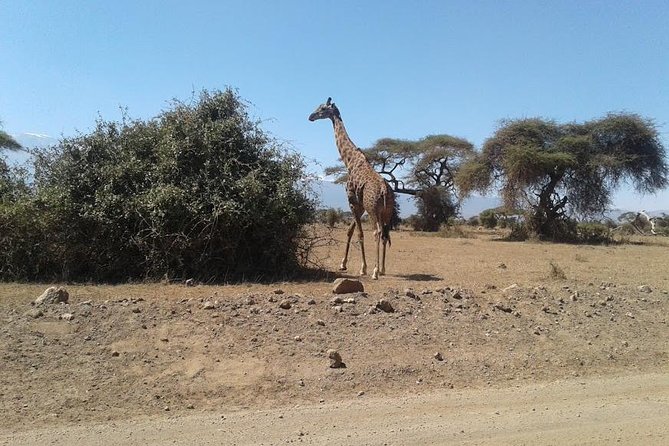 Nairobi National Park, Giraffe Center & Karen Blixen Museum - Accessibility Information