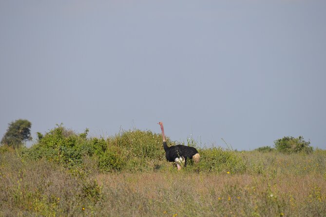 Nairobi National Park Half Day Tour - Operator Details