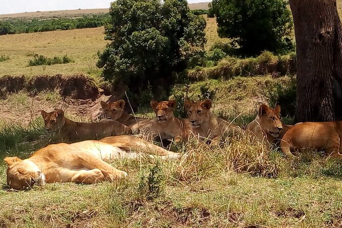 Nairobi National Park Half-Day Tour; Free Wi-Fi Connection - Frequently Asked Questions