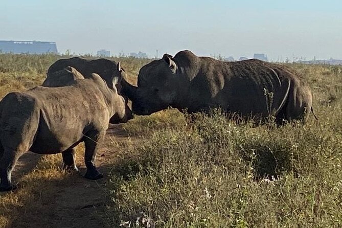 Nairobi National Park,Giraffe Centre, Karen Blixen Museum. - Reviews