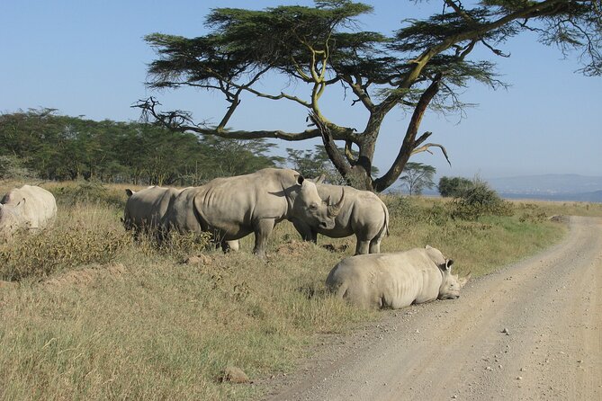 Nairobi Park Wildlife Safari - Start Time
