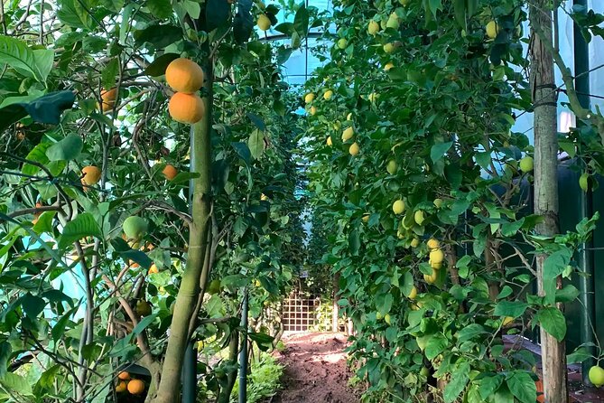 Naples Mozzarella Experience With Tiramisu and Limoncello Tasting - Additional Details and Cancellation Policy