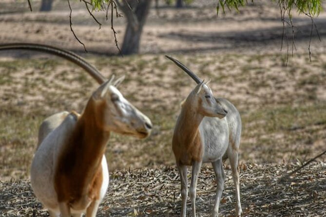 National Park Privat Safari Tour From Agadir and Taghazout - Customer Reviews
