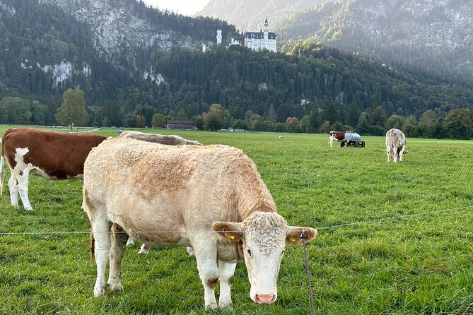 Neuschwanstein Castle - Private Tour From Munich - Skip-The-Line - Private Tour From Munich