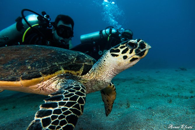 Open Water Diver Course [5 Days/18m] and Advanced Open Water Diver [2 Days/30m] - Frequently Asked Questions