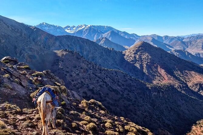 Ourika Valley & Antique Villages and Waterfalls With Camel Ride - Pricing and Lowest Price Guarantee