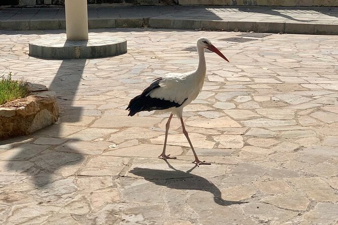 Pafos Zoo Visit & Blue Lagoon Cruise With Local Guide Limassol - Important Notes for Travelers