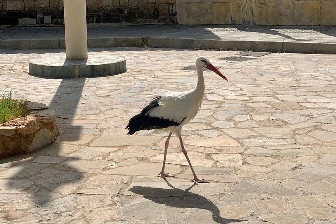 Pafos Zoo Visit & Blue Lagoon Cruise With Local Guide - Paphos - Recommendations