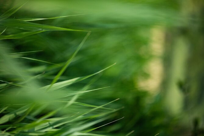 Photo Tour of Macro-Photography - Lake Garda - What To Expect and Price