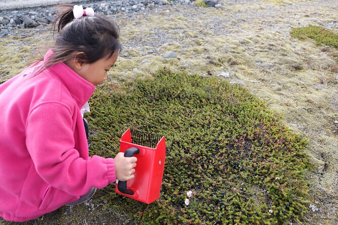 Picking Wild Berries and Making Your Own Jam in Iceland