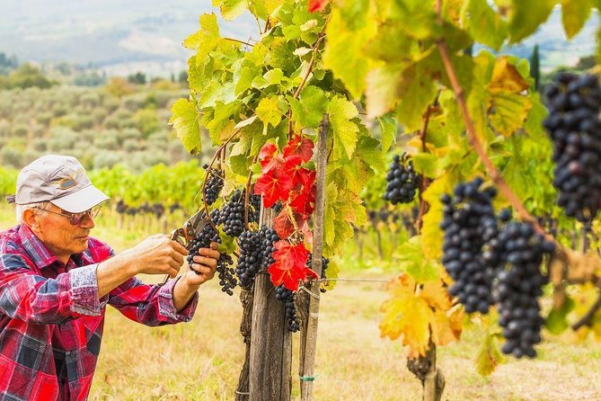 Piedmont Wine Tasting Tours Experience, Italy - Additional Information