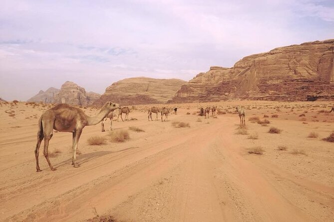 Private 1 Day Wadi Rum Desert Tour - Tour Overview