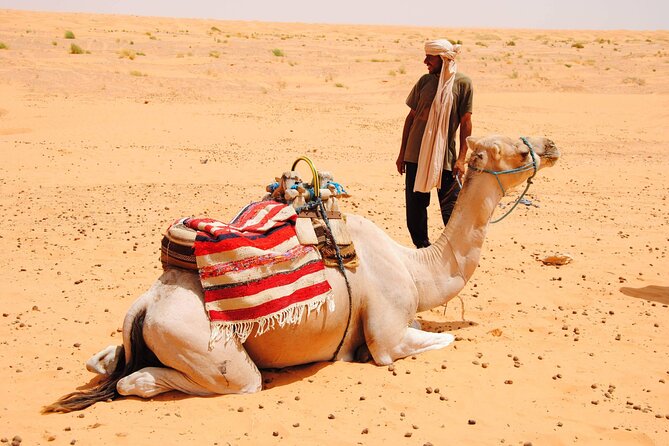 Private Day Tour in Ksar Ghilane With Lunch and Pickup - Booking Process and Logistics