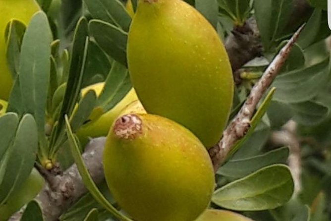 Private Day Trip From Marrakech to Essaouira - Meeting and Pickup Information