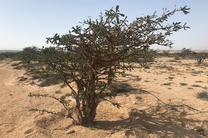 Private Day Trip From Salalah to Rub Al Khali - Reviews