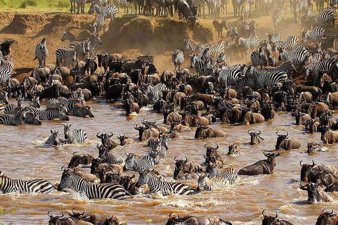 Private Day Trip Safari to Central Serengeti - What To Expect