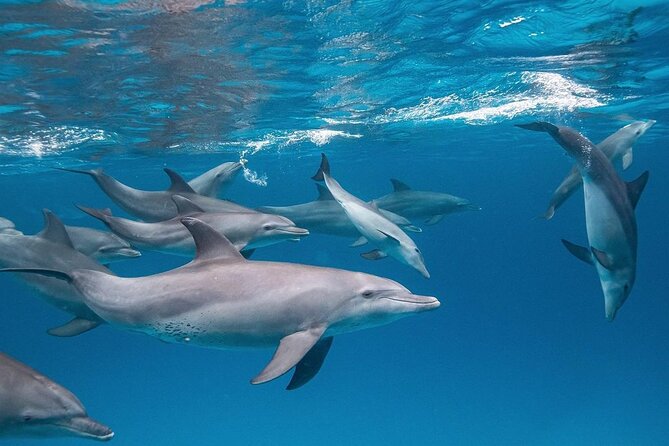 Private Dolphin Tour; Jozani Forest; Paje Beach; Kuza Cave & The Rock Restaurant - Pricing and Booking