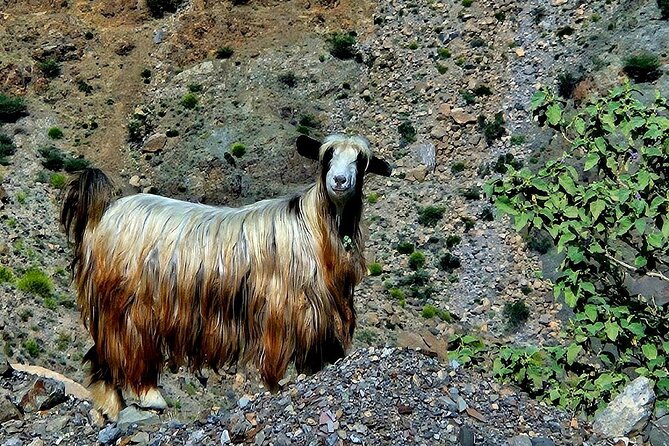 Private Full-Day Jebel Akhdar-Al Suwjara Village Tour - Additional Information
