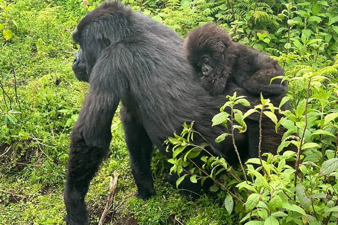 Private Gorilla Trekking Transfer From Kigali to Volcanoes N.Park - Cancellation Policy