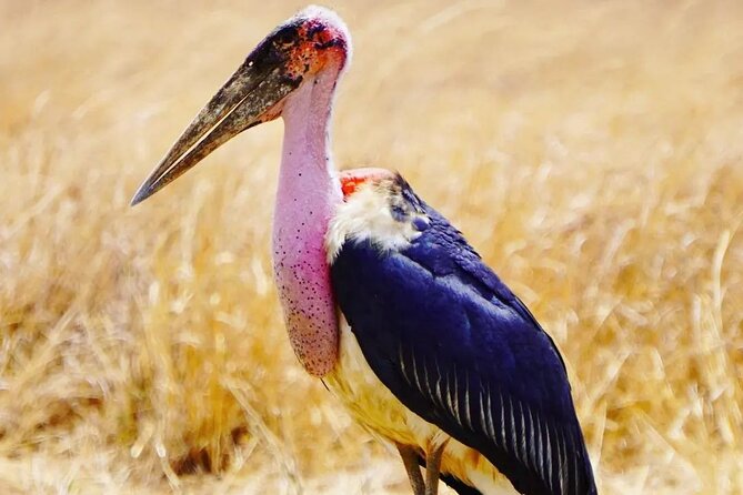 Private Guided Day Tour in Mikumi National Park - Pickup Information