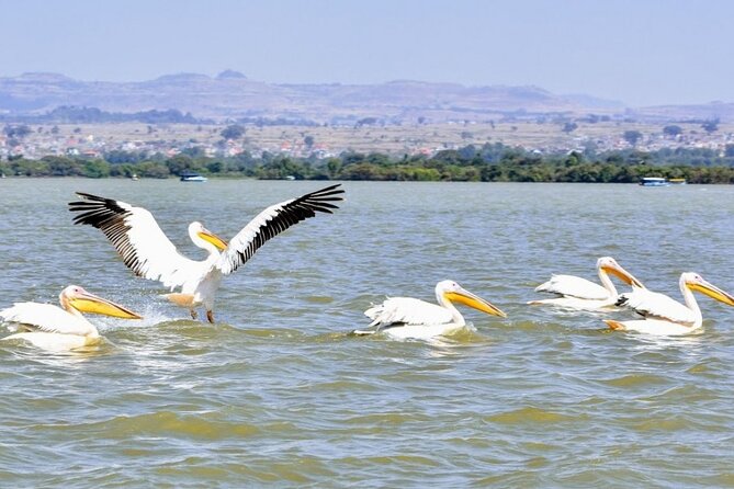 Private Guided Tours To Bahir Dar Lake Tana Monastery & Blue Nile Waterfalls - Tour Overview