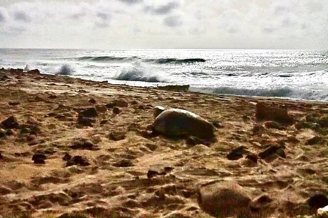 Private Guided Turtle Tour in Boa Vista - Cancellation Policy