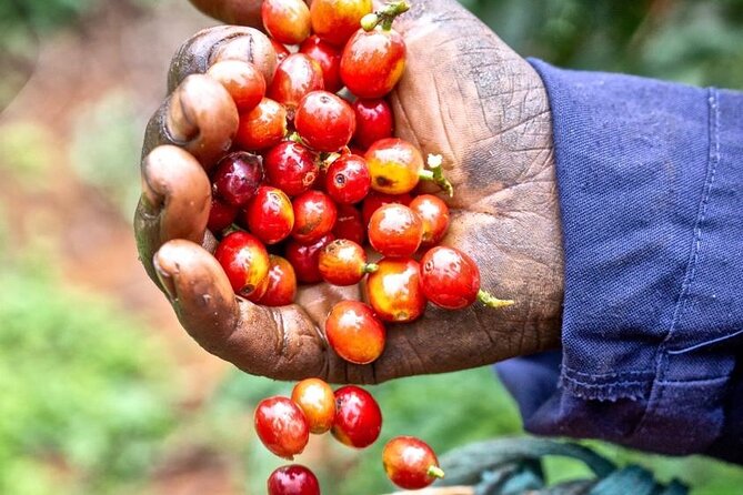 Private Half-Day Tour in Fairview Coffee Farm From Nairobi - Inclusions and Accessibility