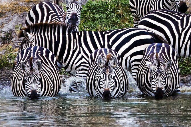 Private Safari in Tarangire National Park - Pricing and Booking Information