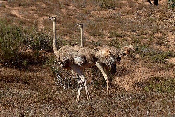 Private Safari in the National Park From Agadir and Taghazout - Verified Review Sources