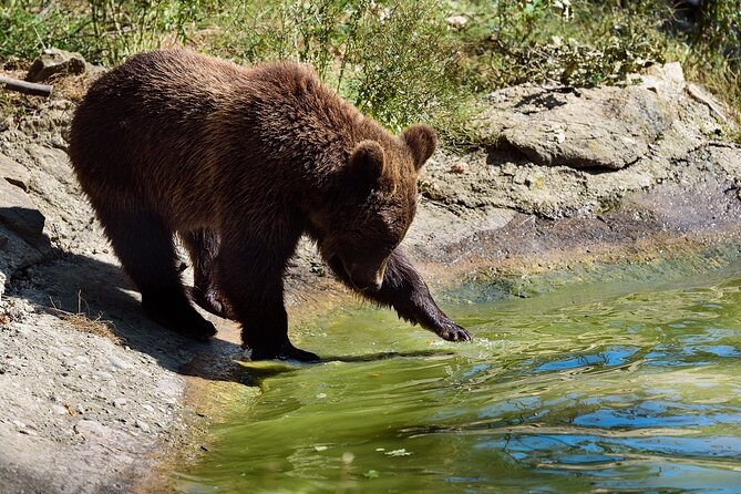 Private Tour Bear Sanctuary & City of Brasov One Day Trip – Tickets Included