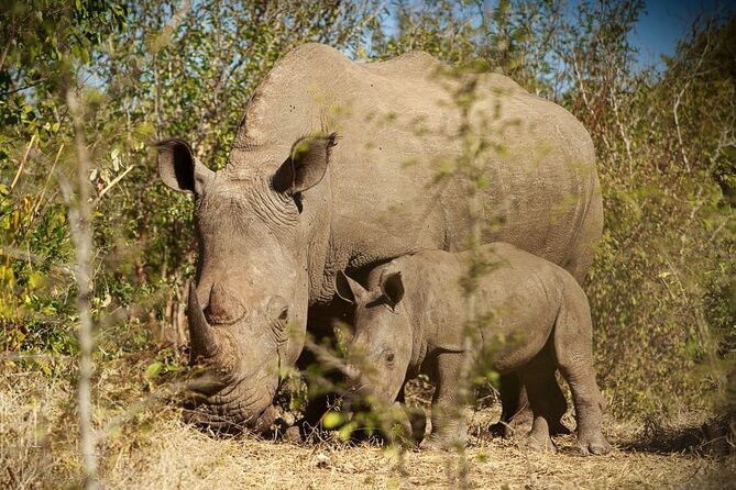 Private Tour - Game Drive & Rhino Walk Safari - Frequently Asked Questions
